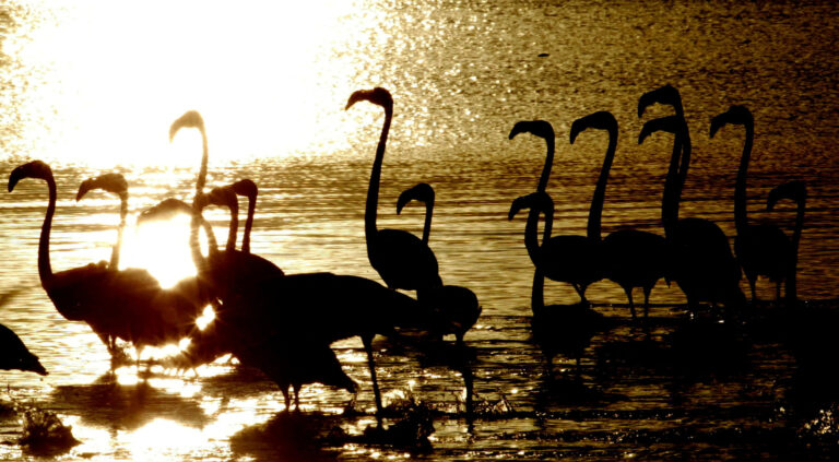 Flamingii roz africani pierd unul dintre cele patru locuri de reproducere de pe continent din cauza apei reziduale