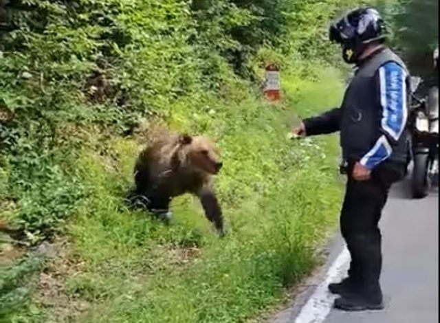 În timp ce România face RO-ALERT la urși, Slovacia îi face la grătar