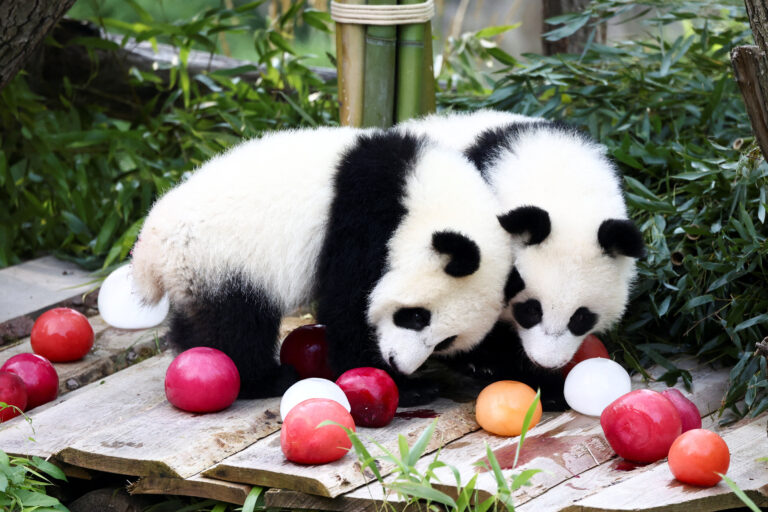 Puii gemeni de panda uriaș, Leni și Lotti, împlinesc un an la Grădina Zoologică din Berlin