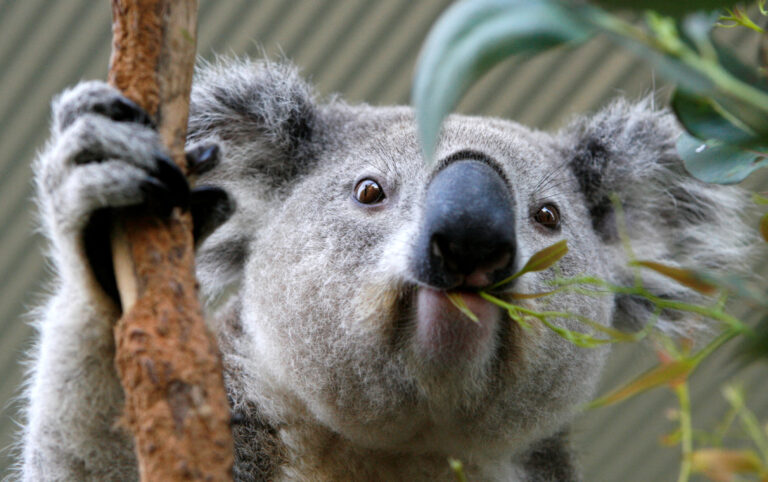 Australia aprobă primul vaccin pentru salvarea urșilor koala de infecția cu Chlamydia