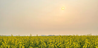 Canada: Ce efecte pozitive au incendiile sălbatice asupra mediului