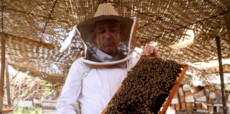 Albinele din Basra, odinioară prolifici producători de miere, afectate de criza apei din Irak