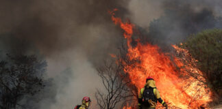 Valul de incendii din Spania determină apeluri pentru o gestionare mai bună a pădurilor