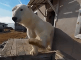 Urșii polari ocupă o stație de cercetare abandonată în Arctica rusă (VIDEO)