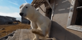 Urșii polari ocupă o stație de cercetare abandonată în Arctica rusă (VIDEO)