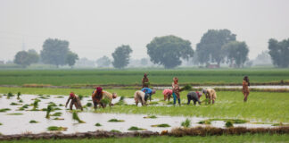 Agricultura pe bază de energie solară împinge Pakistanul spre o catastrofă a apei
