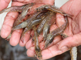 Industria creveților din Indonezia, afectată grav după un caz de contaminare radioactivă