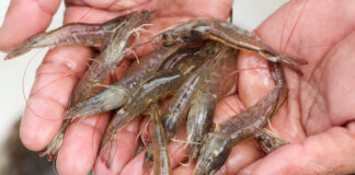 Industria creveților din Indonezia, afectată grav după un caz de contaminare radioactivă