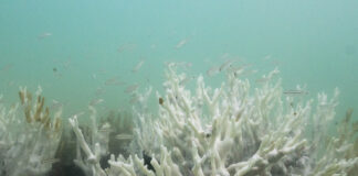 Oamenii de știință avertizează: puncte critice climatice sunt deja depășite înainte de summitul COP30