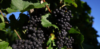 Un oraș japonez al vinului Pinot Noir, binecuvântat de schimbările climatice, se teme acum de vremea extremă