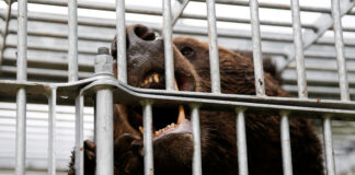 Japonia trimite trupe pentru a combate atacurile mortale ale urșilor