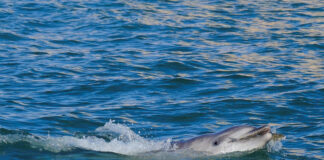 Delfinul „Mimmo” încântă turiștii din Veneția, dar stârnește îngrijorarea experților