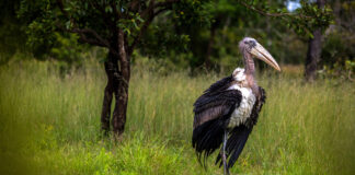 Cambodgia eliberează berze rare crescute în captivitate într-un progres major de conservare