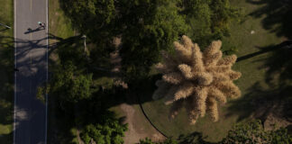 Spectacol rar în Rio de Janeiro: palmieri unici înfloresc o singură dată înainte de moarte