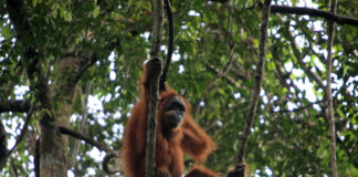 Urangutanii în pericol după inundațiile devastatoare din Indonezia