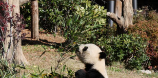 Ultimii doi urși panda giganți din Japonia se întorc în China, iar fanii sunt în doliu