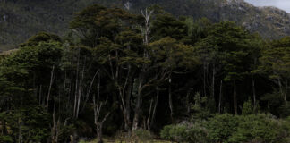 Chile pregătește crearea unui parc național la „capătul lumii” pentru protejarea faunei sălbatice