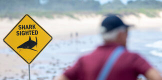 Haos pe plajele Australiei: Zeci de locații închise după atacuri de rechini