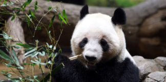 Urșii panda părăsesc Japonia: mulțimi la grădina zoologică din Tokyo