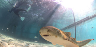 Rechini-leopard pe cale de dispariție, reintroduși în natură de autoritățile din Thailanda