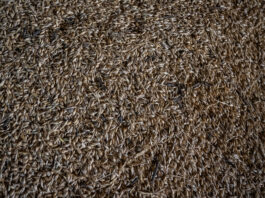 Temperaturi de până la -30°C în Ucraina săptămâna viitoare ar putea afecta grav culturile agricole