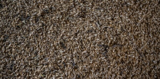 Temperaturi de până la -30°C în Ucraina săptămâna viitoare ar putea afecta grav culturile agricole