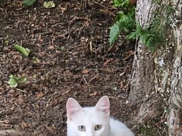 Rolul pisicilor în viața noastră: de ce un animal de companie îți poate prelungi durata de viață