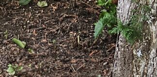 Rolul pisicilor în viața noastră: de ce un animal de companie îți poate prelungi durata de viață