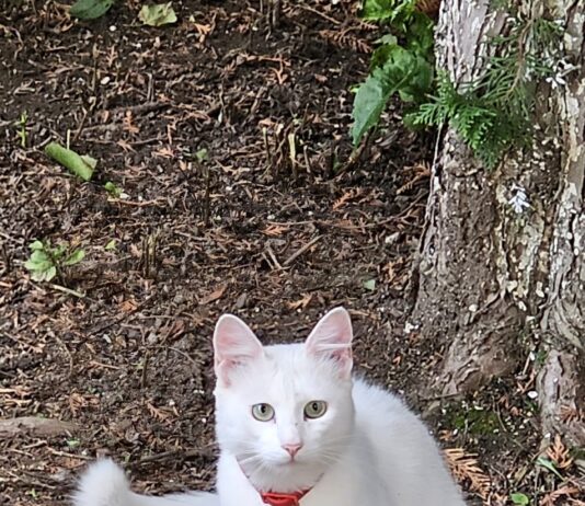 Rolul pisicilor în viața noastră: de ce un animal de companie îți poate prelungi durata de viață