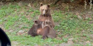 Drumul devine creșă: o ursoaică își alăptează puii pe marginea șoselei