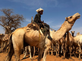 Nomazii sudanezi, prinși în capcana războiului: banditismul și tensiunile etnice se intensifică