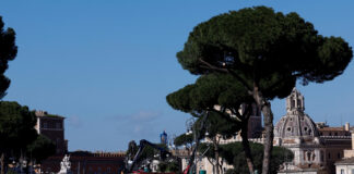 Roma taie pini seculari de pe bulevardul care duce spre Colosseum, din motive de siguranță