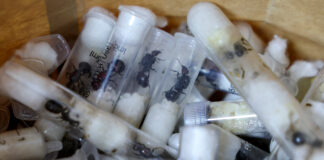 Kenya: Bărbat arestat după ce a încercat să scoată peste 2.000 de furnici vii din țară