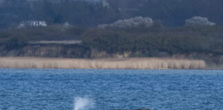 Balena cu cocoașă „Timmy” se luptă să iasă din apele puțin adânci din largul Germaniei