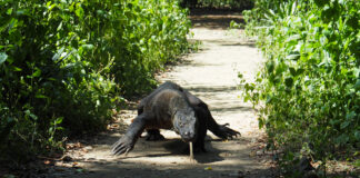 Indonezia va împrumuta dragoni de Komodo Japoniei pentru un program de reproducere, anunță autoritățile