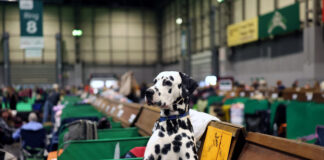 Crufts 2026: Cel mai mare spectacol canin din lume continuă la Birmingham
