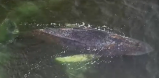 O balenă cu cocoașă, tânără, se luptă să iasă din apele puțin adânci de pe coasta Germaniei – VIDEO