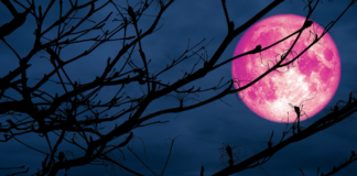 Luna Roz, pe 2 aprilie 2026. Ce vom vedea pe cer?