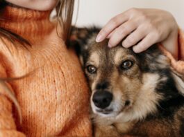 Primele norme UE pentru protejarea pisicilor și câinilor împotriva abuzurilor