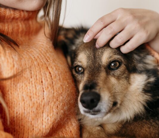 Primele norme UE pentru protejarea pisicilor și câinilor împotriva abuzurilor