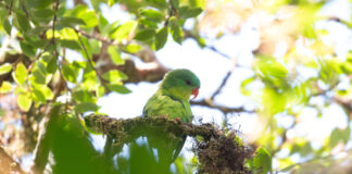 O specie rară de papagal, considerată dispărută, a fost redescoperită în Indonezia după aproape un secol