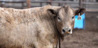 Restricțiile la frontieră din cauza viermelui screwworm stimulează exporturile de carne de vită din Mexic și lovesc fermele din Texas