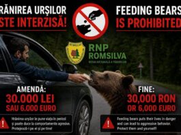 Amenzi de 50.000 de lei pentru turiștii care au hrănit urșii pe Transfăgărășan. Autoritățile avertizează asupra riscurilor